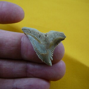 1-1/4 inch Fossil Hemi HEMIPRISTIS Shark Tooth Teeth Pick to be wired in Gold or Silver pendant necklace S320-53