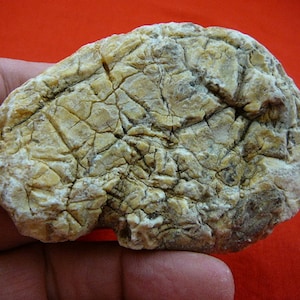 May include: A close-up of a light brown and white rock with a rough, textured surface. The rock has a unique, organic shape and appears to be a natural formation.
