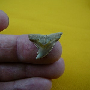 1 inch Fossil Hemi HEMIPRISTIS Shark Tooth Teeth Pick to be wired in Gold or Silver pendant necklace S320-153