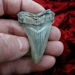 2-3/8 inch Fossil MEGALODON Shark Tooth Teeth for JEWELRY craft make your own pendant Nice specimen S264-2