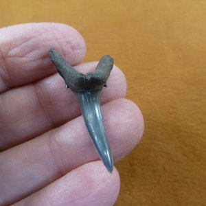 1-3/8 inch Fossil Sand Tiger Shark Tooth Teeth pendant necklace JEWELRY You Pick to be gold tone or silver wired I love sharks S347-54