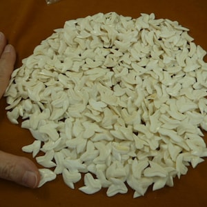 3/4 to 7/8&quot; inch Modern white Tiger shark teeth sharks tooth 500 making pendants jewelry crafts craft supplies SW-1-N-3-AA