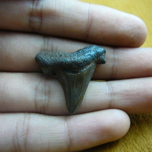 1-1/8&quot; Auriculatus SHARK TOOTH Choose to be wired in Gold or Silver pendant necklace jewelry gold wired SR203-M