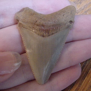 1-7/8&quot; Auriculatus Shark Tooth Choose to be wired in Gold or Silver pendant necklace jewelry gold wired SR236-C
