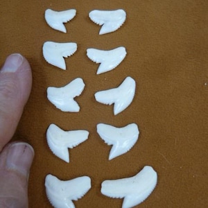 May include: A collection of ten white shark teeth, each with a curved shape and serrated edges. The teeth are arranged in rows on a brown surface, showcasing their natural form and texture. Ideal for collectors or educational purposes.