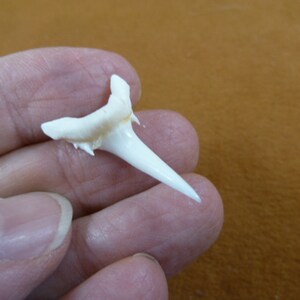 1-1/4 inch White Smalltooth Sand Tiger shark tooth made to order pendant Choose Gold or Silver wired S1969-100