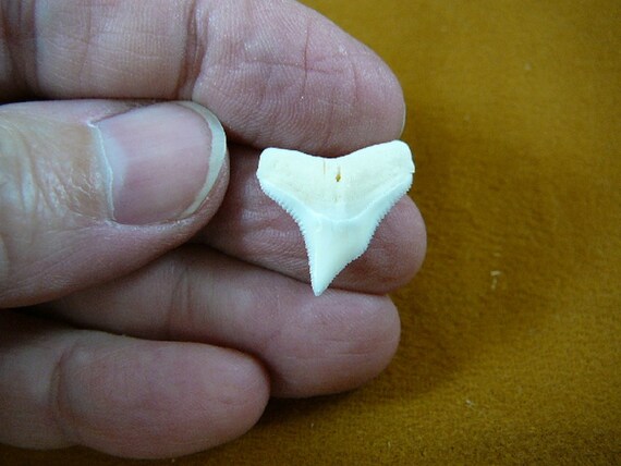 3 4 Inch White Modern Galapagos Shark Tooth Teeth Pendant Pick Etsy