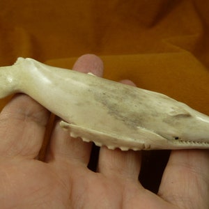 little Humpback Whale of shed ANTLER figurine Bali detailed carving of shed Moose antler love humpbacks whales Whale-w74