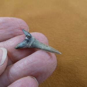 1-1/8 inch Fossil Goblin Shark Tooth Teeth for JEWELRY made to order craft Nice specimen S375-34