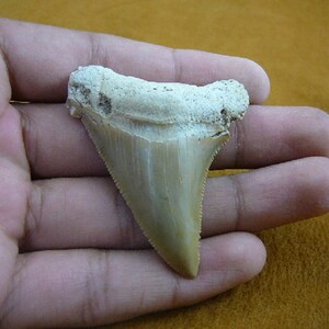2-3/8&quot; Auriculatus SHARK TOOTH Choose to be wired in Gold or Silver pendant necklace jewelry gold wired SR256-17