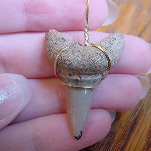 1-1/4 inch Rare Bakersfield California Fossil MAKO Shark Tooth Teeth pendant necklace JEWELRY gold wired SB600-N