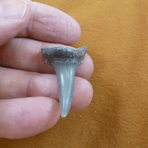 1-1/2 inch Fossil Sand Tiger Shark Tooth Teeth pendant necklace JEWELRY You Pick to be gold tone or silver wired I love sharks S347-64