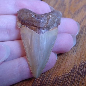 1-3/4&quot; Auriculatus SHARK TOOTH Choose to be wired in Gold or Silver pendant necklace jewelry SR230-E