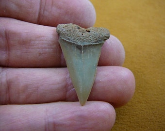 Halskette mit Anhänger aus fossilen Makohai-Zähnen (3,2 cm), wahlweise mit Gold- oder Silberdraht, S684-26