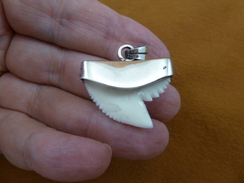 1-316 inch White TIGER SHARK TOOTH Sterling Silver capped pendant Teeth jewelry necklace S6-310