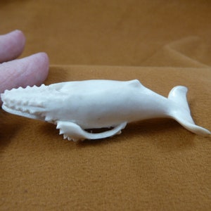 little Humpback Whale of shed ANTLER figurine Bali detailed carving of shed Moose antler love humpbacks whales Whale-w75