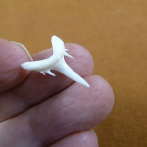 3/4 inch White Smalltooth Sand Tiger shark tooth made to order pendant Choose Gold or Silver wired S1969-144