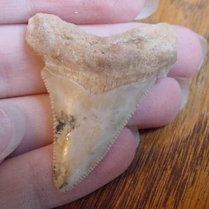 1-3/4&quot; Angustidens SHARK TOOTH Choose to be wired in Gold or Silver pendant necklace jewelry SR229-V