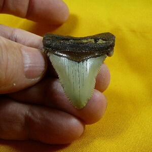 1-3/4 inch Fossil MEGALODON Shark Tooth Teeth for JEWELRY craft Nice specimen S233-6