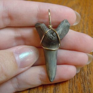 1-1/2 inch Fossil MAKO Shark Tooth Teeth gold wired pendant necklace JEWELRY S688-S