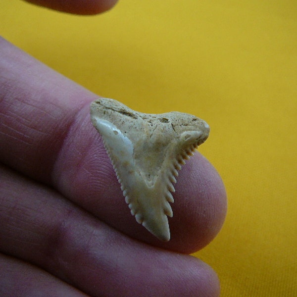1 inch Fossil Hemi HEMIPRISTIS Shark Tooth Teeth Pick to be wired in Gold or Silver pendant necklace S320-151