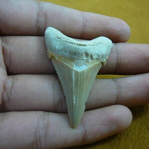 1-15/16&quot; Angustidens SHARK TOOTH Choose to be wired in Gold or Silver pendant necklace jewelry gold wired SR237-10
