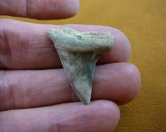 Halskette mit Anhänger aus fossilen Makohaizähnen (3,2 cm), wahlweise aus Gold- oder Silberdraht, für Hailiebhaber, S684-23