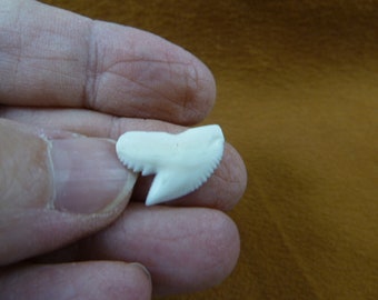 7/8 Inch Modern White Tiger Shark Teeth Sharks Tooth 10 5left/right