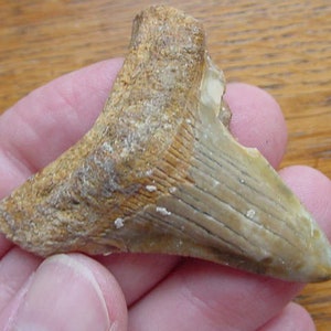 2 inch Fossil Megalodon Shark Tooth Teeth pendant Gold OR Silver wired you choose necklace Made to Order gift Jewelry S249-e