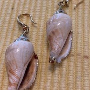May include: A pair of gold tone earrings featuring a white seashell with brown markings. The seashells are attached to gold tone hooks.