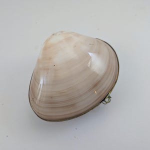 May include: A polished, light beige clam shell box with a smooth, glossy finish and subtle horizontal banding. The shell is hinged with a thin, metallic gold-toned metal rim and a small, delicate metal loop attached to the side of the closure.
