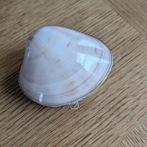 May include: A polished, light pink and white clam shell trinket box with a smooth, glossy finish. The shell is hinged with a small, thin metal loop attached to the side, allowing the two halves to open and close securely as a container.