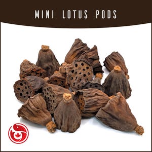 Peut inclure: Une collection de mini gousses de lotus séchées de couleur brune avec des trous de graines visibles et des surfaces texturées et ridées. Le texte MINI LOTUS PODS est affiché en haut et un logo rouge et blanc avec une feuille d'érable est en bas.