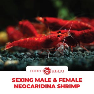 How To Sex Male & Female Neocaridina Shrimp (Digital Guide)