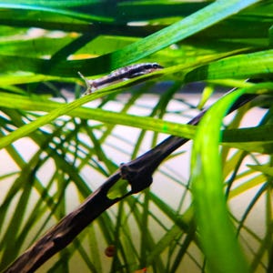 Jungle Vallisneria – Live Aquarium Plants For Freshwater Tanks, Homegrown (Limited Quantity)