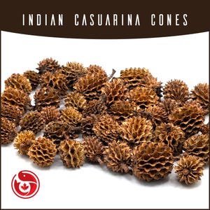 May include: A pile of dried Indian Casuarina cones, in shades of brown and tan, are arranged on a white background. The cones have a textured, spiky appearance. The text "INDIAN CASUARINA CONES" is displayed at the top of the image.