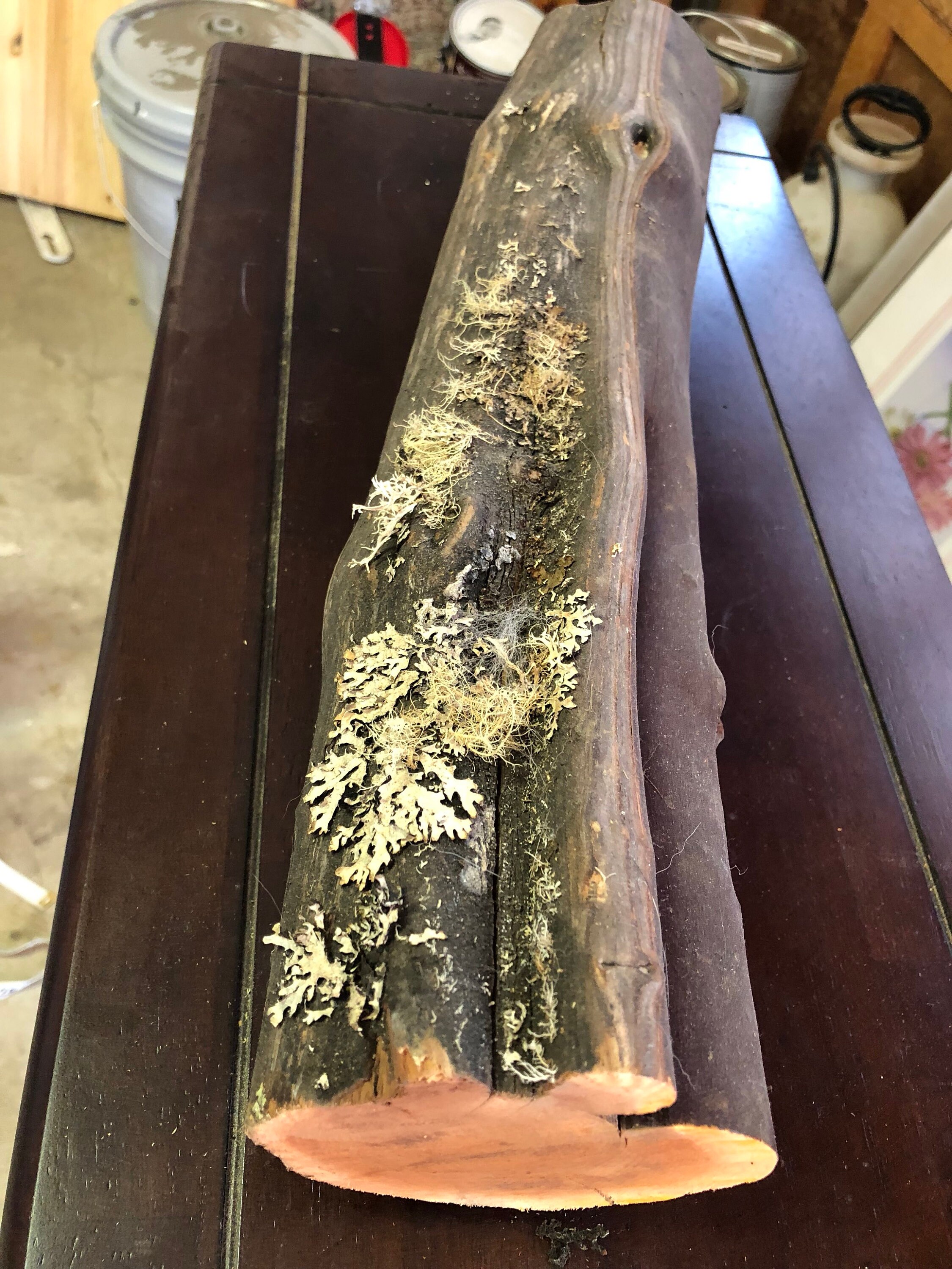 Natural Manzanita wood branch log decoration reptile cage Etsy