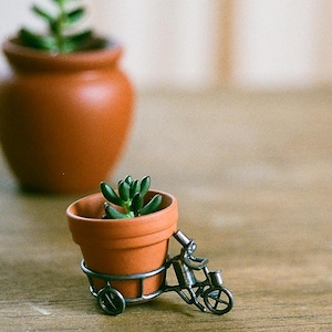 May include: Two terracotta pots with green plants. One is a small pot, and the other is a larger pot. The small pot is in a decorative metal bicycle cart. The background is a light-colored wooden surface.