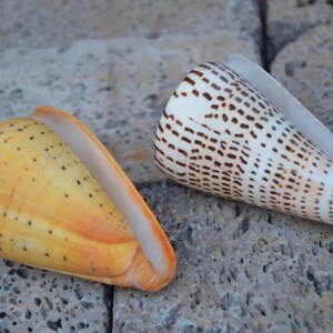Peut inclure: Deux coquillages coniques sont présentés. L'un est de couleur jaune chaud avec de petites taches brun foncé éparpillées sur sa surface. Le second est blanc avec un motif dense de marques rectangulaires brun foncé disposées en rangées.