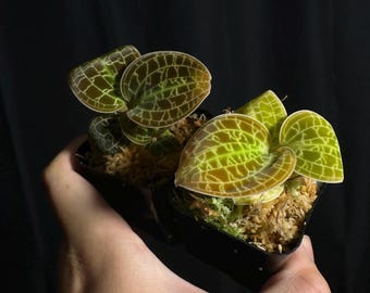 Josefia Intricata/aridarum Perisai - Etsy