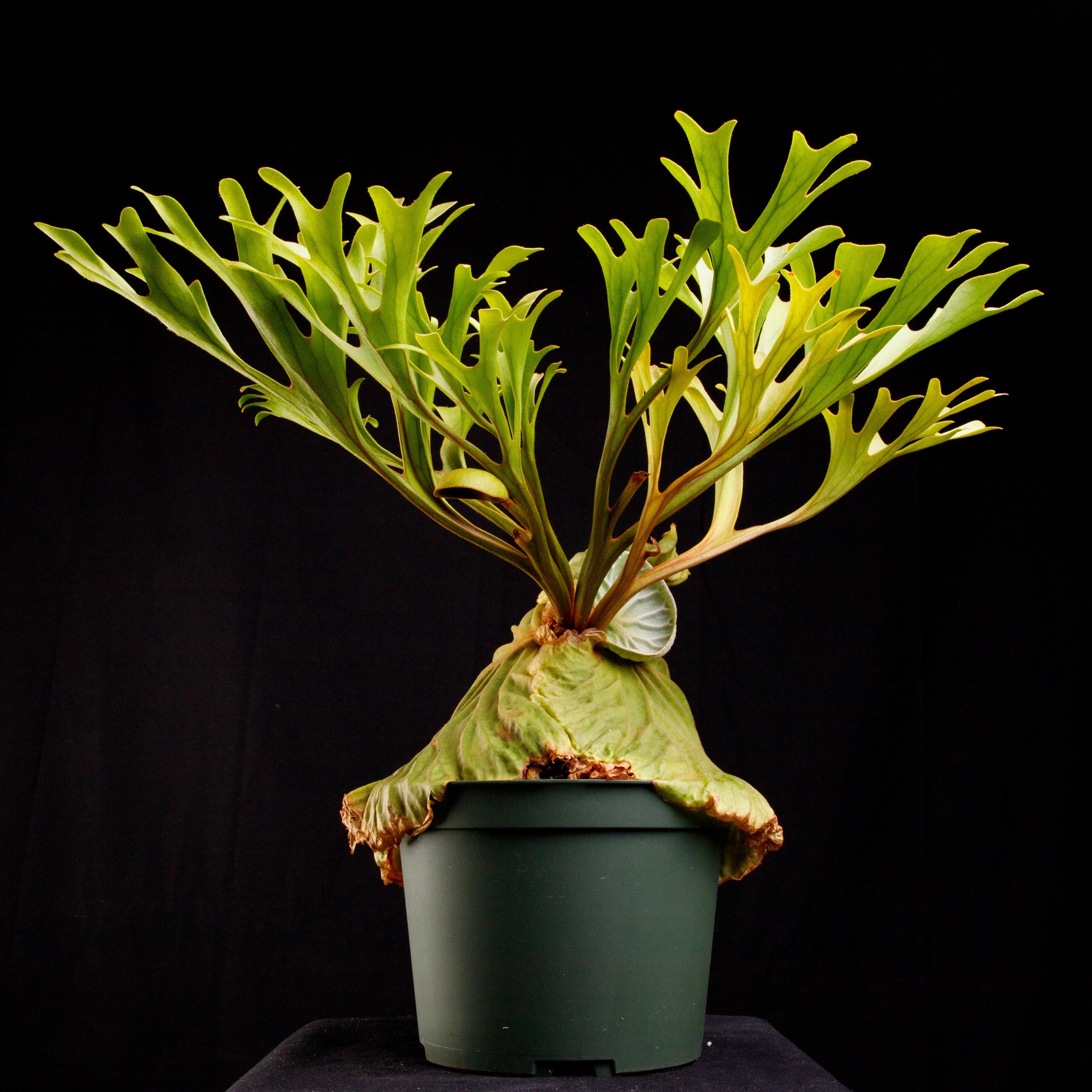 Platycerium Spore - Etsy