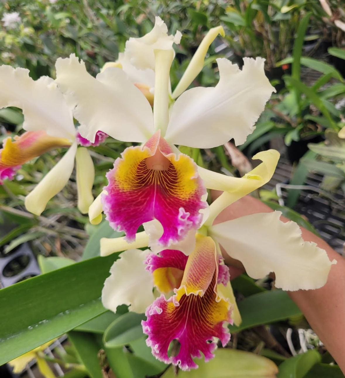 Cattleya Triumphans 4N, Seedlings of Amazing Orchid - Etsy