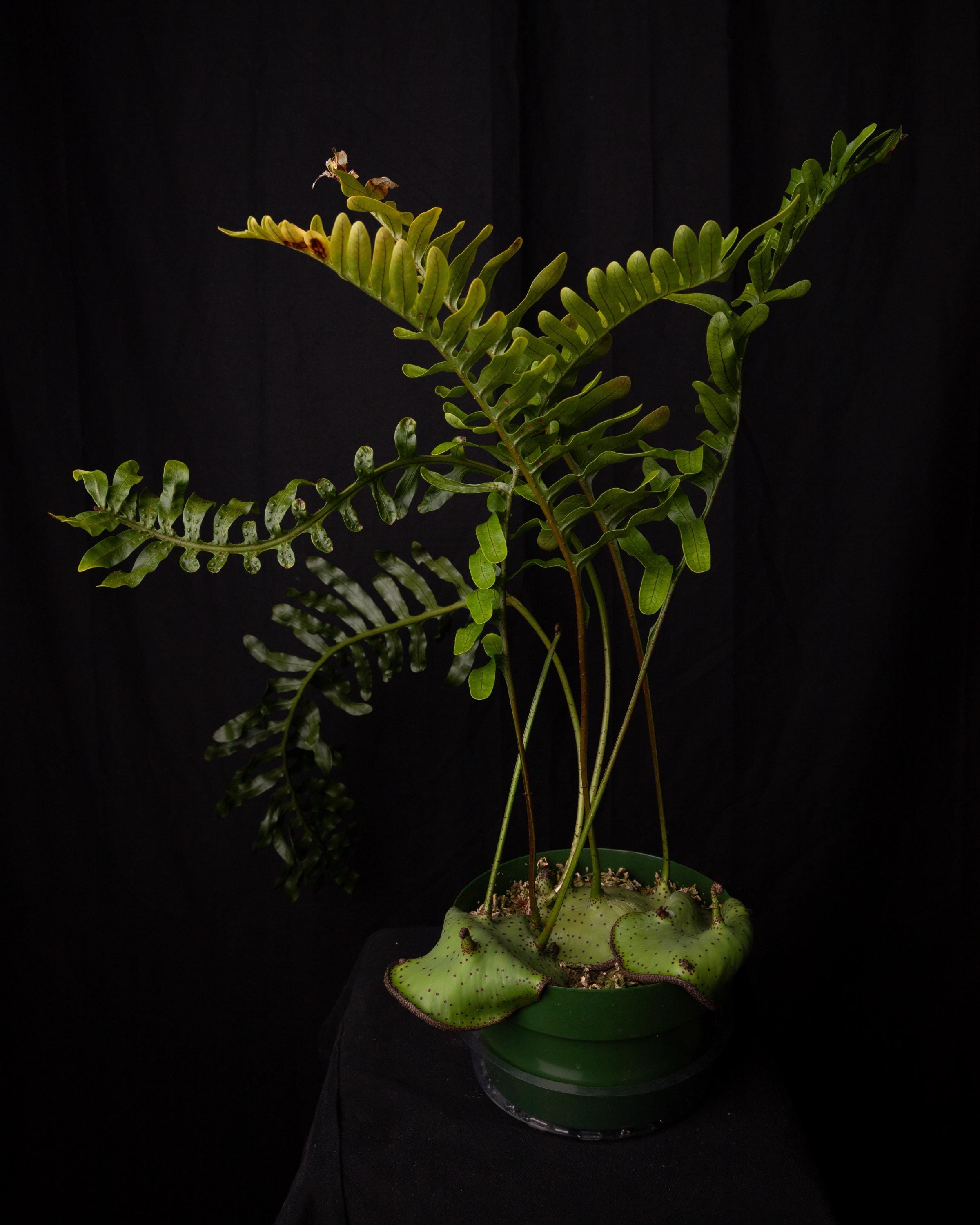 US Spore, Lecanopteris Mirabilis, Rare Ant Fern - Etsy