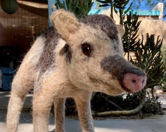 Bea the Baby Javelina