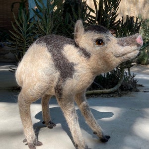 Irma the Baby Javelina