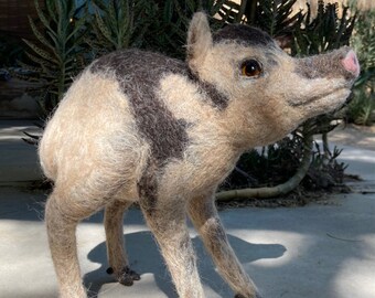 Irma the Baby Javelina