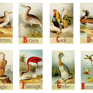 Alphabet Bird Cards in 3 Sizes,  5 Pages of Vintage Images for Journals, Card-Making, Art Projects, Scrapbooks