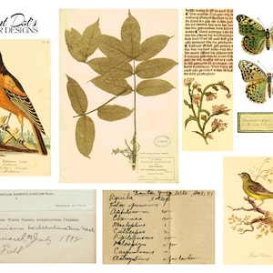 Feldnotizen und Naturstudien Ephemera 10 Seiten mit Vintage-Digitalbildern für Junk-Tagebücher, Kartenherstellung, Papierhandwerk