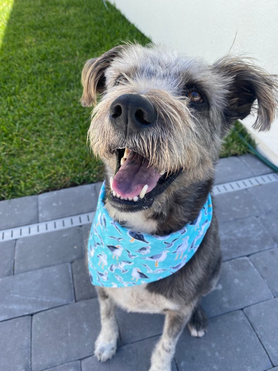 Xs dog sale bandana