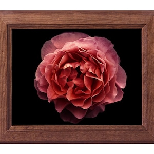 Stampa fotografica floreale su carta fine art: Ritratto di rosa n. 3
